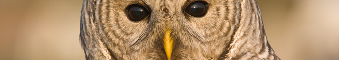Barred Owl